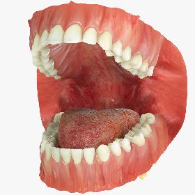 Permanent Dentition with Gums
